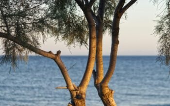 a-perry-ErP6Z4S_XOA-unsplash a-perry-ErP6Z4S_XOA-unsplash